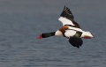 Bergeend (male) maart 2012 -001